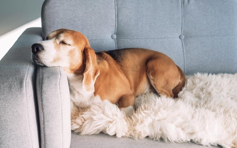 a couple of dogs lying on a couch